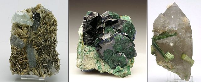 Exceptional Specimens