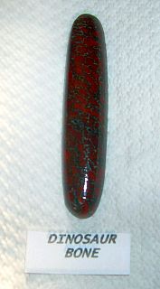 dinosaur bone